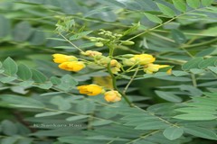 Senna occidentalis